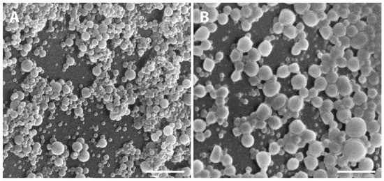 Fig. 2 SEM micrographs showing the PLGA NPs.